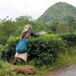 Mon arrivée en Inde – voyage dans le district de Wayanad au Kerala