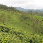 Balade dans les champs de thé de Munnar