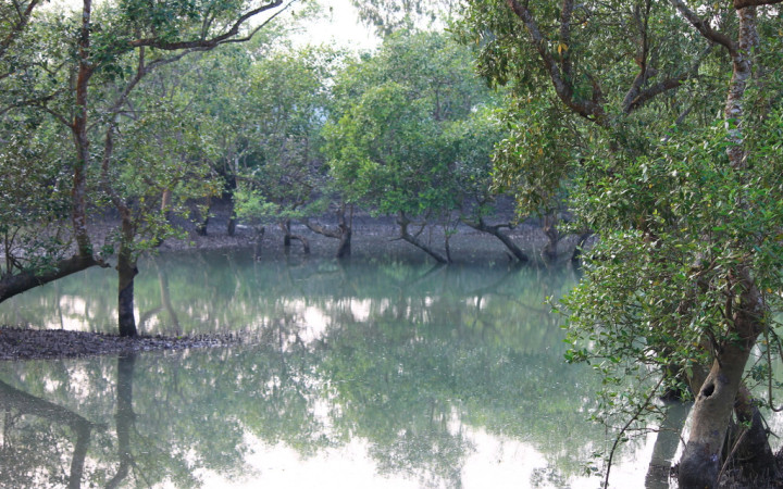 mangrove-sunderbans