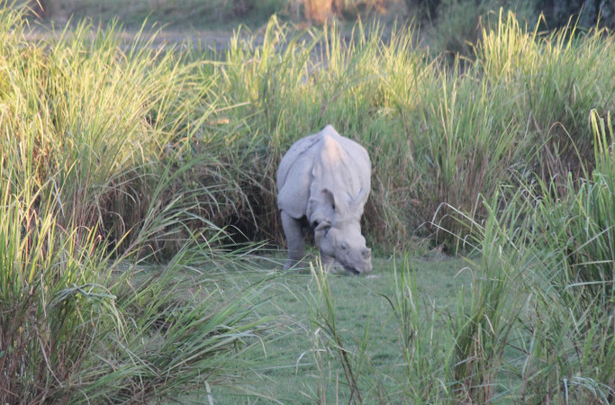 rhinoceros-indien-kaziranga