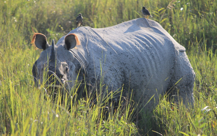 rhinoceros-kaziranga-inde