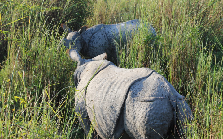 rhinocéros-indien