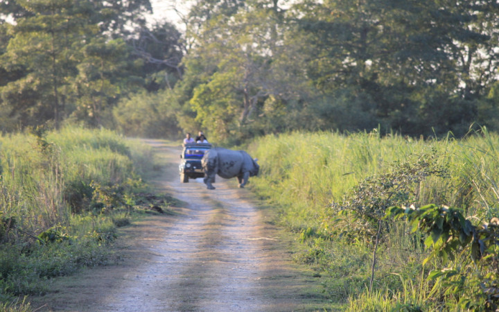 rhinocéros-milieu-de-la-route