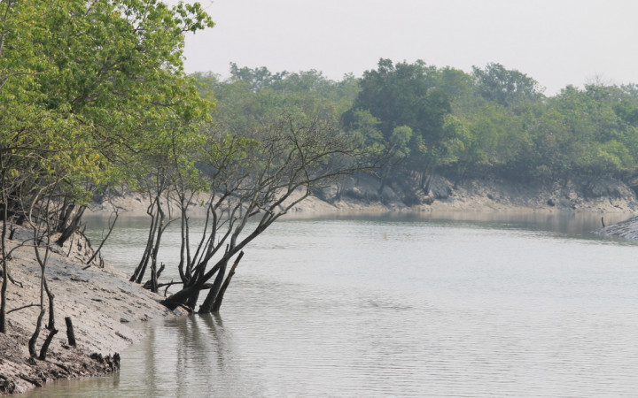 sunderbans-mangrove