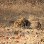 Safari avec les lions à Sasan Gir dans le Gujarat !