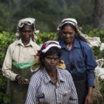 Ella – Découvrir les champs de thé du Sri Lanka en tuktuk