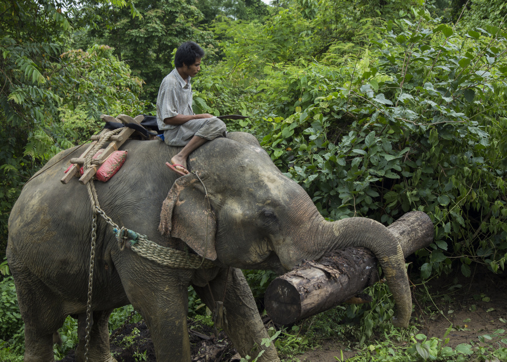 camp-travail-elephants-birmanie