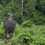Taungoo, découverte d’un camp d’éléphant en Birmanie