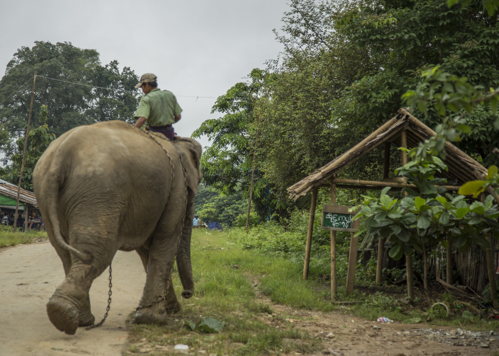 elephant-birmanie (2)