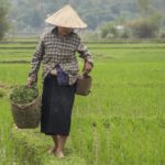 Escapade à Mai Chau – Le royaume des rizières et des Thaï