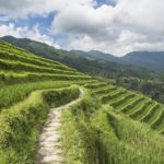 Longji – Les magnifiques rizières en terrasse à côté de Yangshuo