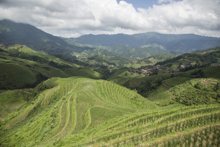 Longji - Les magnifiques rizières en terrasse à côté de Yangshuo