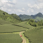 Moc Chau au Vietnam – la région oubliée du thé et des H’mongs