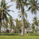 Ben Tre au Vietnam – A l’ombre des cocotiers dans le delta du Mékong