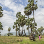 Voyage photographique – Les palmiers à sucre du Vietnam !